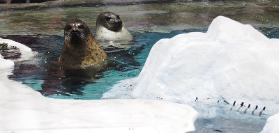 水族馆里的海豹