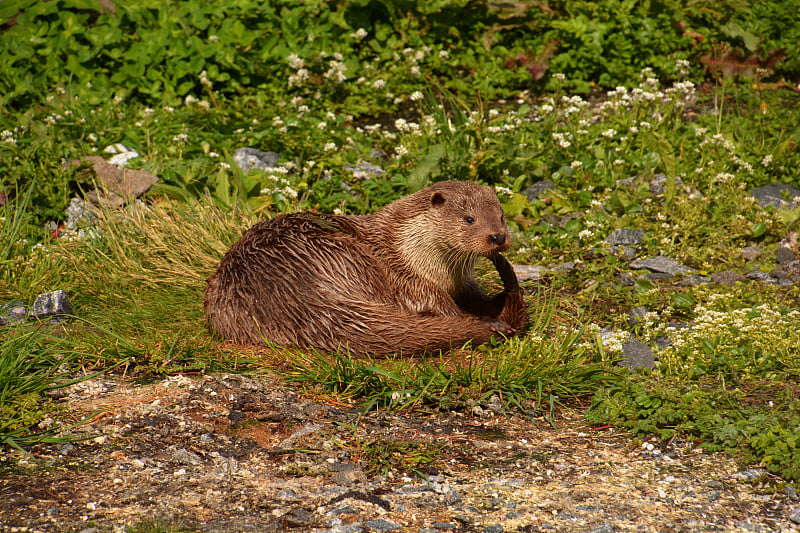 sea otter or enhydra lutris on a meadow who cleane