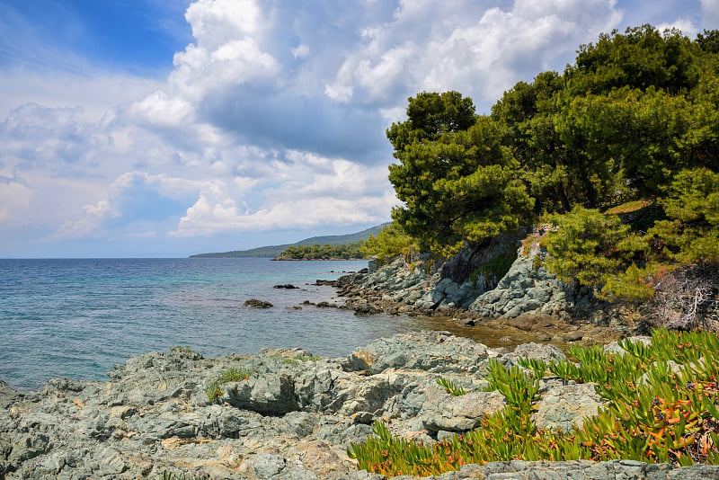 海滩上的海景。希腊哈尔基迪基海边的一棵松树