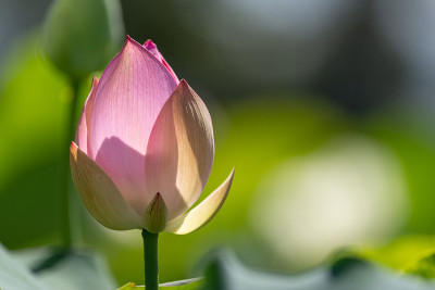 莲花