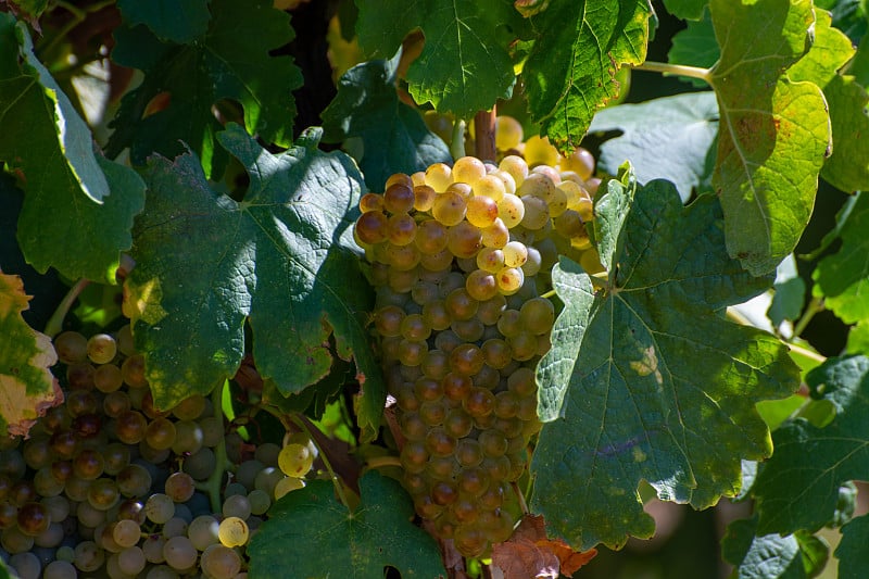 AOC Luberon mountains的葡萄园靠近Apt与老葡萄树干生长在红色粘土土壤，白葡萄酒