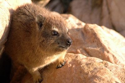 裙子Dassie