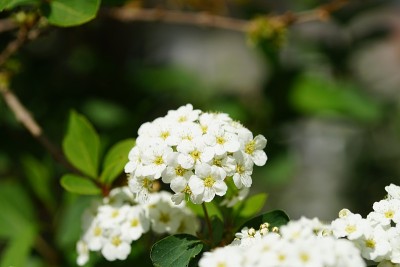 迷你白花，绿叶