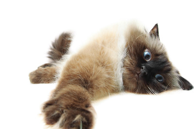 玩猫