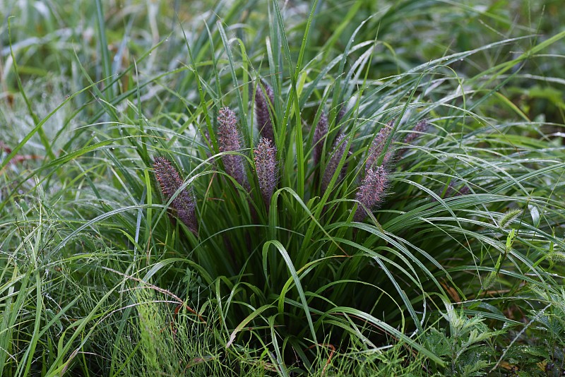 狼尾草(泉草)花。