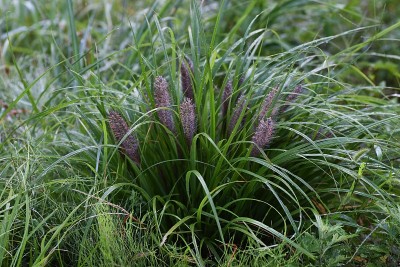 狼尾草(泉草)花。