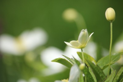 白色五叶银莲花