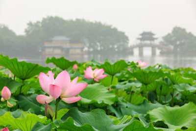 杭州西湖荷花盛开?在中国