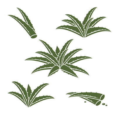 芦荟。向量
