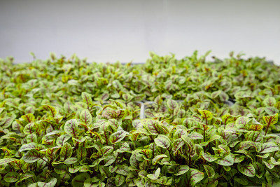 用农培法在微型农场种植的莴苣的绿叶