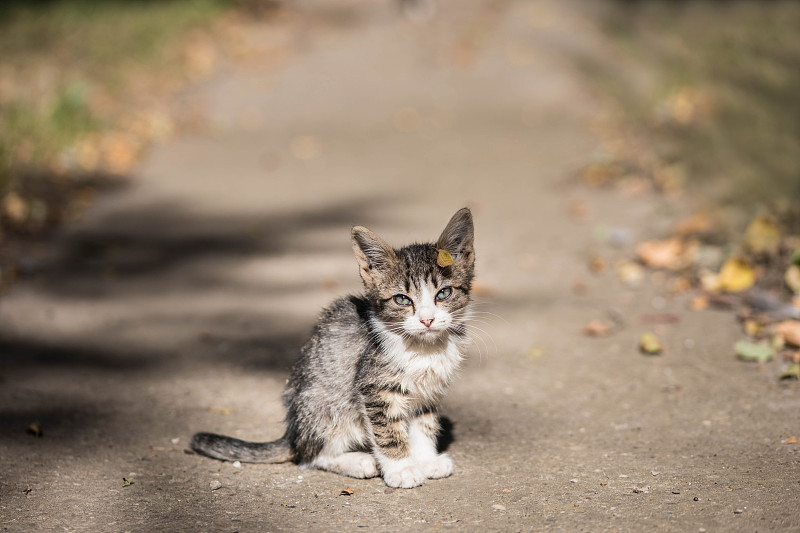 可爱的小斑猫