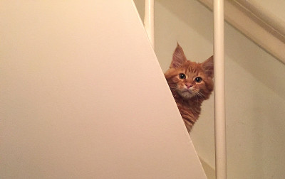 红黑猫