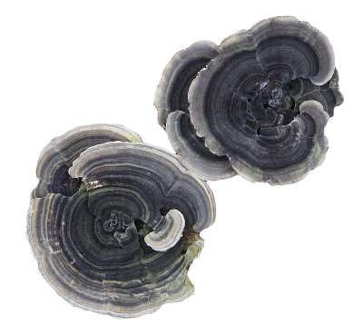 多孔菌托架真菌