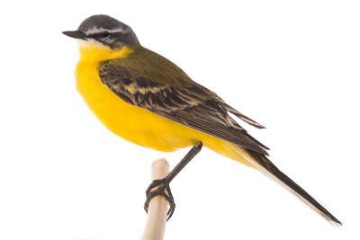 西部黄wagtail(莫塔西拉黄)