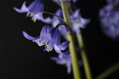 蓝钟花