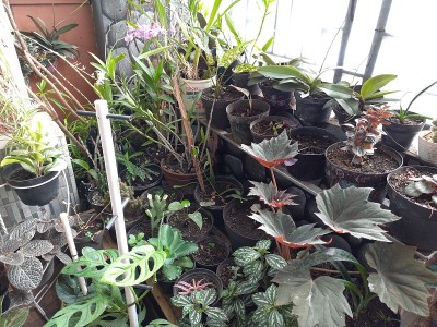 家种植园