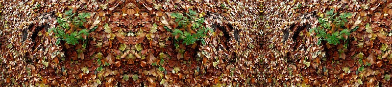 来自柏林城市公园(Volkspark)雷伯格的对称印象