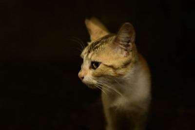 家猫