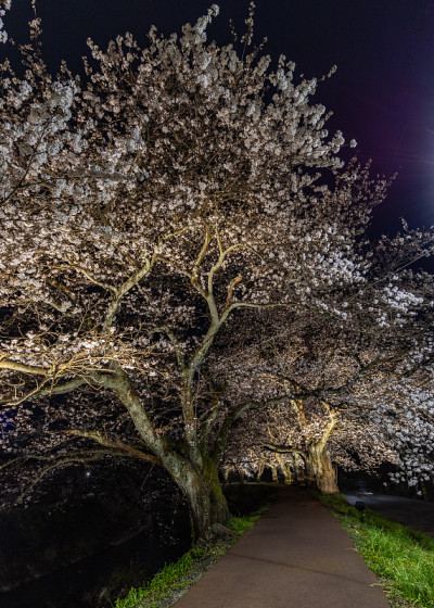 夜晚樱花盛开的路