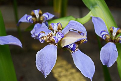 美丽的虹膜花