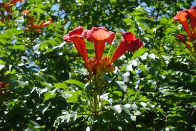 7月菊苣的3朵桔红色的花