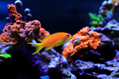 真素鱼- (Pseudanthias squamipinnis)
