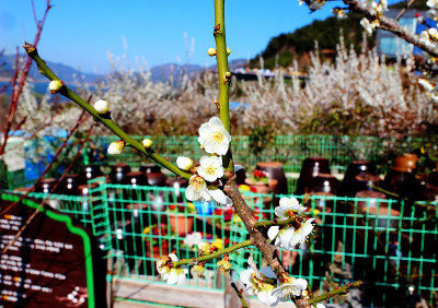 亚洲韩国庆南阳山顺前苑盛开的梅花