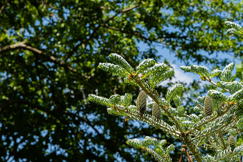 在枝上有年轻的蓝色球果的朝鲜冷杉。模糊的绿色背景。有选择性的重点。韩国冷杉树枝上的绿色和银色云杉针叶