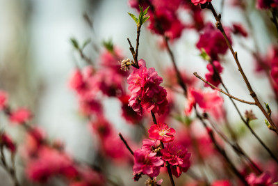 樱花