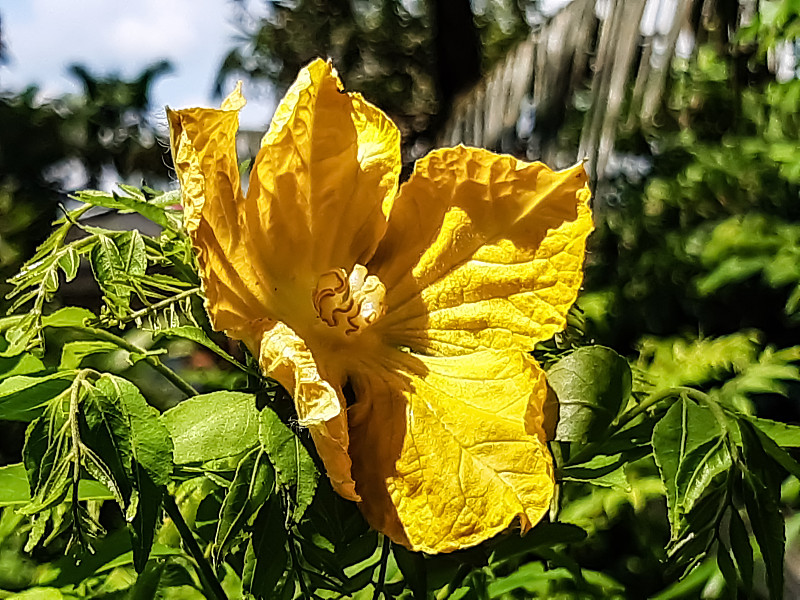 绿色的耕地上开着黄色的南瓜花，这是一朵雄花。