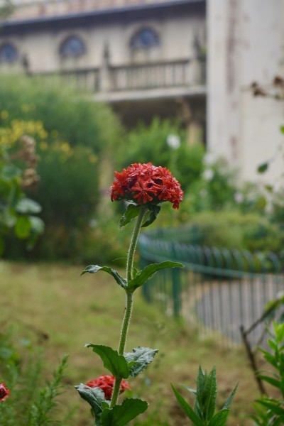 红色的马鞭草的花
