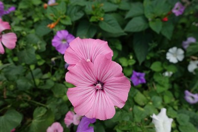 八月淡粉色的花