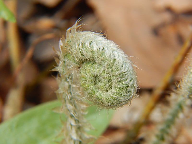 圣诞节蕨船首饰