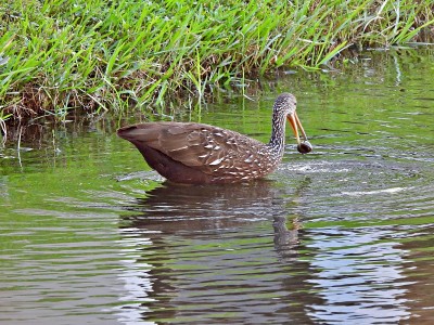 Limpkin (Aramus guarauna)在佛罗里达的一个湖里和一个苹果蜗牛