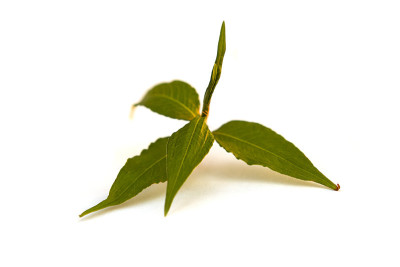 开花植物蓼叶