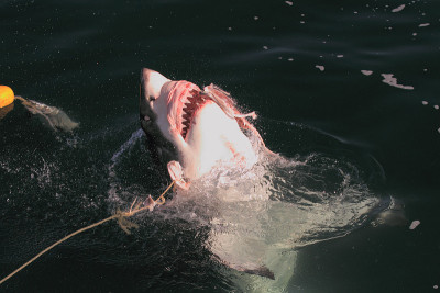 南非福斯湾的大白鲨，Carcharodon carcharias，正在上钩;眼后翻，上颌突出