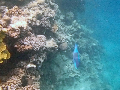 在红海里浮潜