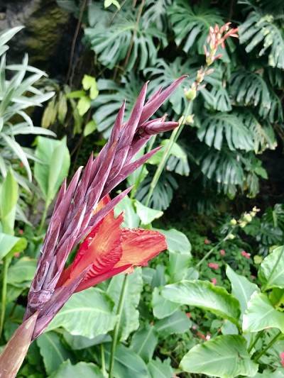 红色的花