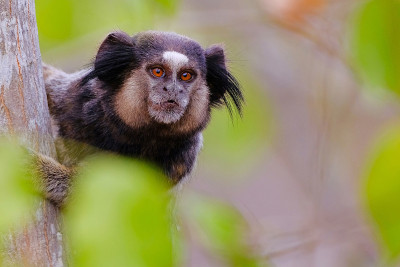 黑色簇毛狨猴，Callithrix Penicillata，坐在树上的树枝在Poco Encanta