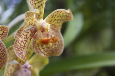 兰花(Vanda)