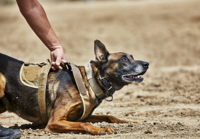 训练有素的警犬已就位