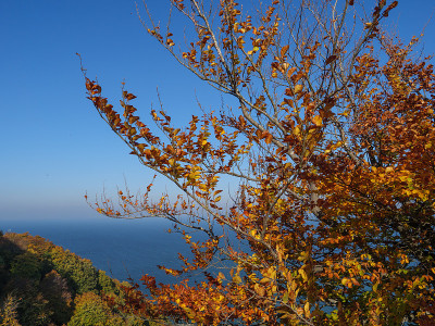 鲁根岛