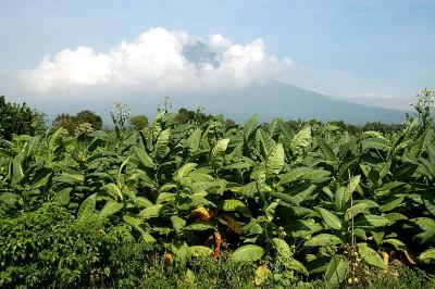 烟草种植园