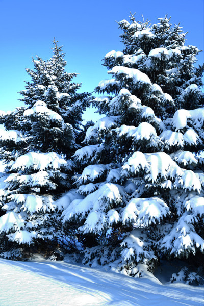 树在冬天的雪