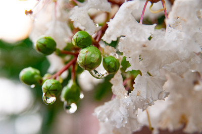 花上的露珠的特写镜头
