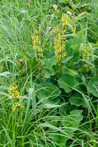 大洋洲沼泽的高山植物(学名:Ligularia fischeri)