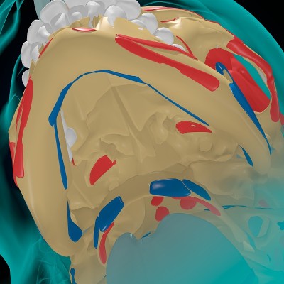 用于医学概念3D的肌肉起源和插入解剖骨骼