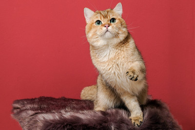 猫的圣诞快乐