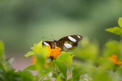 Eggfly蝴蝶
