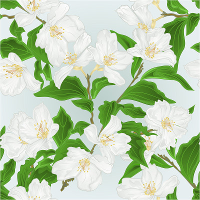 Seamless texture flower Jasmine  branch  blue back